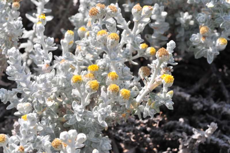 Achillea maritima / Santolina delle spiagge